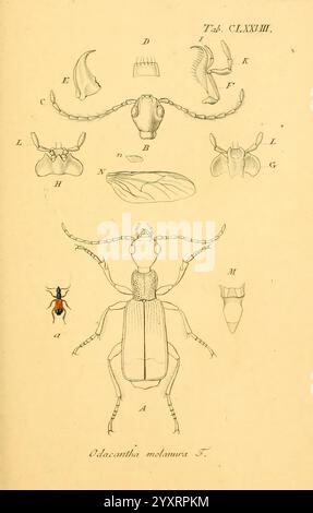 Insects In Germany Deutschlands Insecten, showcasing insect species from Germany through ...