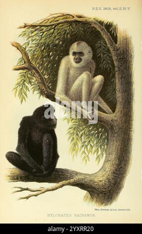 Proceedings of the Zoological Society of London London Academic Press Periodicals Zoology Monkeys Hylobates hainanus Nomascus hainanus Hainan black-crested gibbon, The illustration depicts two gibbons perched on a tree branch surrounded by lush foliage. One gibbon, characterized by a light-colored coat, sits gracefully on a higher branch, displaying a serene expression and an engaging posture. The other gibbon, dressed in a deep black fur coat, is seated below, gazing thoughtfully. The intricate details of their features and the surrounding leaves enhance the scene, showcasing the contrast bet Stock Photo