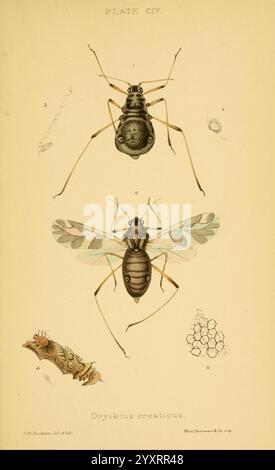 Monograph of the British aphids London, 1876-83. Aphids, Great Britain ...