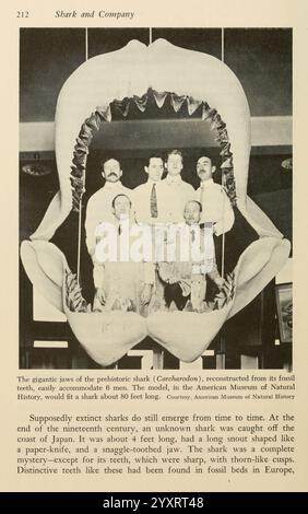 Shadows in the sea Philadelphia, Chilton Books [1963], shark, woodshole, megalodon, chondrichthyes, prehistoric animals, prehistoric shark, carcharodon megalodon, carcharocles megalodon, The massive jaws of a prehistoric shark, identified as *Carcharocles*, are prominently displayed as a focal point. Below, a group of five individuals stands in front of the jaw, showcasing the scale of this ancient predator, which is reconstructed from fossil teeth. The shark, once found in the waters off Japan, measured approximately 40 feet in length and featured a unique, elongated shape reminiscent of a to Stock Photo