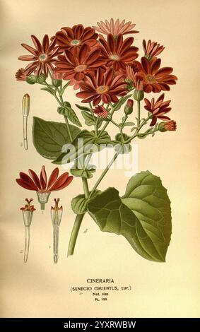 Favourite Flowers of Garden and Greenhouse, London and New York, Frederick Warne & Co, 1896-97, France, 19th Century, Icônes, Floriculture, Chromolithography, Plants Ornamental, Pericallis cruenta, The illustration showcases a vibrant cluster of Cineraria flowers, scientifically known as Senecio cruentus. The flowers are depicted in a deep red hue, with petal arrangements that radiate from a central disc. Green, broad leaves grow from the base, highlighting the contrast with the colorful blooms. Accompanying the main illustration are detailed sketches of individual flower components, including Stock Photo