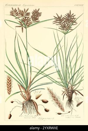 The flower and seed heads of a papyrus plant Cyperus papyrus once used ...