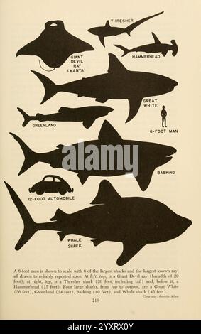 Shadows in the Sea, Philadelphia, Chilton Books [1963], shark, sharks, rays, whale shark, Woods Hole, great white shark, hammerhead, basking shark, chondrichthyes, great hammerhead, Greenland shark, giant devil ray, carcharodon carcharias, mobula mobular, cetorhinus maximus, rhincodon typus, alopias vulpinus, somniosus microcephalus, common thresher, sphyrna mokarran., The illustration features a scale comparison of various types of sharks alongside other large marine creatures. Each silhouette is labeled with the name of the species, showcasing their relative sizes. From top to bottom, the de Stock Photo