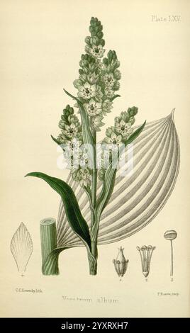 veratrum-album-leaves-and-small-white-flowers-close-up-natural-plant