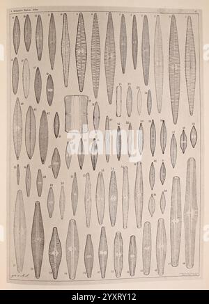 Atlas der Diatomaceen-Kunde, Leipzig, O. R. Reisland, 1874-19, atlases, Bacillariophyceae,, A collection of intricate illustrations showcasing a variety of elongated, sleek forms, each meticulously numbered and arranged in a grid layout. The designs feature detailed linear patterns and textures, emphasizing their unique shapes and characteristics. The overall presentation highlights the diversity and beauty of these forms, inviting viewers to explore the subtle differences in size and design among the specimens represented. Stock Photo