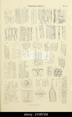 The Micrographic Dictionary, London, J. Van Voorst, 1883, dictionaries, microscopes, microscopy, natural history, This collection showcases a detailed study of various vegetable tissues. The illustration features a grid of numerous diagrams, each labeled with a number, representing different types of plant cells and structures. Examples include elongated cells, circular formations, and specialized tissues such as xylem and phloem. Each section provides an intricate look into the microscopic architecture of plants, highlighting their complexity and diversity. The clear, precise rendering allows Stock Photo