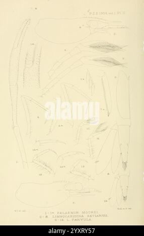 Proceedings of the Zoological Society of London, London, Academic Press Periodicals, Zoology, A detailed scientific illustration depicting various anatomical structures of crustaceans, specifically Palaemon moorei and Limnocarpidina reticularis. The image showcases numbered segments, including claws, appendages, and external features, with notations highlighting distinct characteristics of each specimen. The intricate line work emphasizes the delicate textures and details of the organisms, providing an educational reference for biological study and taxonomy. Stock Photo