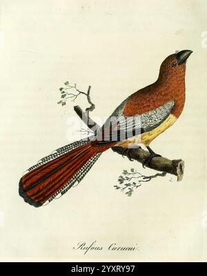 A general history of birds, Winchester England, Printed by Jacob and Johnson, for the author sold in London by G. and W.B. Whittaker [and 3 others], 1821-1828. Birds, Pictorial works, A vibrant illustration of a Rufous-Collared Sparrow perched on a branch. The bird showcases a striking combination of colors, featuring a rust-colored body with a grayish head and wings. Its long, fan-like tail displays an eye-catching pattern, blending rust and white hues that add to its elegance. Delicate green leaves sprout from the branch, emphasizing the natural setting. The image captures the beauty and det Stock Photo