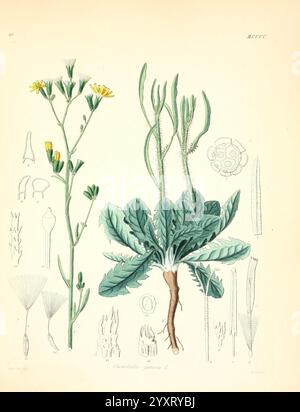 Icones florae Germanicae et Helveticae, simul Pedemontanae, Tirolensis, Istriacae, Dalmaticae, Austriacae, Hungaricae, Transylvanicae, Moravicae, Borussicae, Holsaticae, Belgicae, Hollandicae, ergo Mediae Europae. Lipsiae, F. Hofmeister 1834-1912. [v. 1, 1850], Europe, Pictorial works, Plants, The illustration showcases a variety of botanical elements belonging to the species *Cichorium intybus*, commonly known as common chicory. On the left, delicate yellow flowers bloom atop slender green stems. The center features the distinct leaves, which are broad and leathery, displaying a characteristi Stock Photo