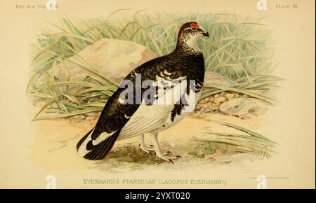 The Auk Washington, D.C. American Ornithologists' Union etc. 1884- birds periodicals grouse ptarmigan Evermann's Ptarmigan, A striking depiction of a bird from the family of grouse, showcasing its distinctive features and plumage. The bird is presented with a prominent crest and a mix of intricate patterns, including dark and light feathers interspersed with unique markings. Its head is accentuated with a vibrant red patch, while the body displays a gradient of colors that blend harmoniously with the natural surroundings. The background hints at a grassy habitat, reflecting the bird's affinity Stock Photo