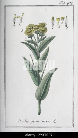 Icones plantarum medicinalium, Nürnberg, auf Kosten der Raspischen Buchhandlung, 1779-1790, botany, medical, pictorial works, The illustration features a detailed botanical depiction of the Inula germanica plant. Prominently displayed is the flowering head, characterized by clusters of yellow blooms that sit atop a sturdy stem. The foliage consists of elongated, lanceolate leaves that prominently line the stem, showcasing a rich, vibrant green. Above the plant, there are labeled diagrams of various flower structures and parts, enhancing the educational value of the illustration. The compositio Stock Photo