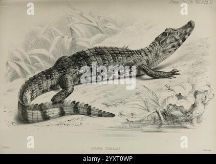 Transactions of the Zoological Society of London. London, Published for the Zoological Society of London by Academic Press, Crocodile, Zoology, An intricately detailed illustration of a crocodile, showcasing its distinctive scales, elongated snout, and powerful limbs. The creature is depicted in a natural pose, lying atop a rocky surface surrounded by a lush environment. The composition includes leafy plants in the background, emphasizing the habitat of this formidable reptile. The focus on the texture of the crocodile's skin captures the intricacies of its anatomy, highlighting the resilience Stock Photo