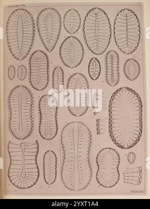 Atlas der Diatomaceen-Kunde, Leipzig, O.R. Reisland, 1874-19, atlases, Bacillariophyceae, A detailed illustration showcases a variety of anatomical structures, specifically illustrating different forms and shapes of organisms. Each specimen is labeled with a number for easy reference, and they feature intricate patterns and textures that highlight the scientific study of their morphology. The arrangement presents a systematic approach to understanding the diversity of these forms, emphasizing their distinct characteristics and anatomical features. Stock Photo