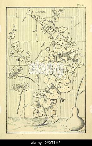 Les figures des plantes et animaux d'usage en medicine, Paris, Desprez, 1764-1765, materia medica, pictorial, works, The illustration showcases a delicate arrangement of ivy vines, characterized by their intricate leaves and climbing tendrils, gracefully wrapping around a textured wall. In addition to the ivy, there’s a prominent gourd displayed, showcasing its distinctive shape and form. The composition also features a few additional botanical elements, including partially depicted flowers that emerge alongside the vines. The artwork emphasizes the natural beauty of these plants, highlighting Stock Photo