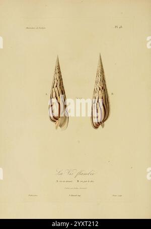 Illustrations de zoologie Paris, A. Bertrand [1832-35?] Pictorial works ...