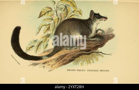 A hand-book to the marsupialia and monotremata London, E. Lloyd, 1896, Marsupials, Monotremes, Brush-tailed pouched mouse, Australia, Australia, Phascogale penicillata, Phascogale penicillata, Phascogale tapoatafa, Brush-tailed phascogale, Richard Lydekker,, The brush-tailed pouched-mouse perches gracefully on a branch, showcasing its soft fur and distinctive features. Its large, expressive eyes gaze into the distance, while its long, bushy tail curls elegantly behind it. Surrounding the creature are delicate leaves, suggesting a lush habitat. This depiction highlights the uniqueness of its an Stock Photo