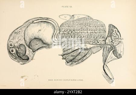 The, anatomy, physiology, morphology, and, development, of, the, blow-fly, (Calliphora erythrocephala). London, Published, for the, author by, R. H. Porter, 1890-95, blowflies, Woodshole, Diptera, gut, anatomy, This illustration presents a detailed anatomical depiction of a male reproductive and digestive system. The intricate labeling highlights various structures, including the stomach, intestines, and organs associated with reproduction. The drawing showcases the complexity and interconnectedness of human anatomy, providing insight into both the digestive and reproductive systems. The clari Stock Photo