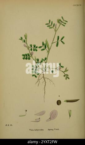 A detailed botanical illustration of *Vicia lathyroides* from the Flora ...