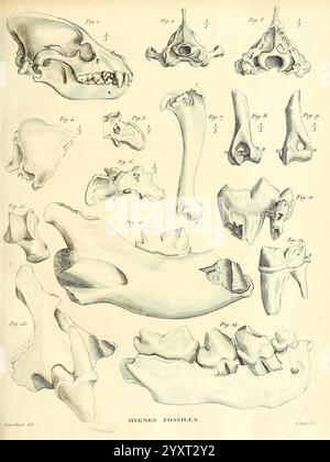 Recherches sur les ossemens fossiles de quadrupèdes Paris, Deterville, 1812, France, Geology, Mammals, Fossil, Paleontology, Paris Region, Vertebrates, Fossil, This illustration features a series of detailed anatomical drawings showcasing the skeletal structures of hyenas. The various figures include representations of the skull, vertebrae, and limb bones, each labeled for reference. The diagram emphasizes the unique morphological traits of hyenas, such as the distinctive shape of the skull and the structure of the limb bones, highlighting their adaptations for scavenging and hunting. The arra Stock Photo