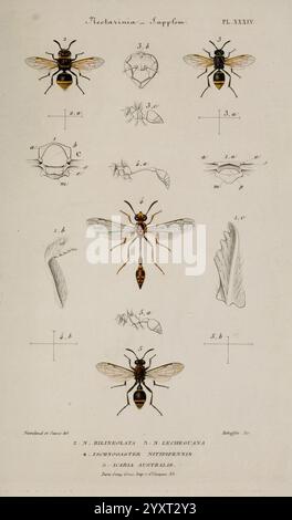 Études sur la famille des vespides, Paris, V. Masson, 1852-1858, Eumenes, Hornets, Pollen wasps, Vespidae, Wasps, This illustration features a series of detailed scientific drawings depicting various aspects of the bee species ''Nectarina.'' The layout includes labeled parts of the bee, such as the head, thorax, and wing structures, as well as various anatomical features. Each part is numbered for clarity, showcasing the intricate details that define the morphology of these insects. The overall composition serves as an educational reference for entomology, highlighting the diversity within the Stock Photo