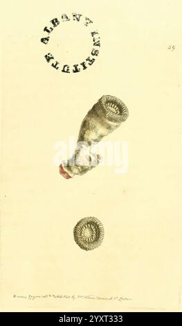 Natural Objects Radiating Pattern A circular object with intricate, radiating patterns resembling fine ...