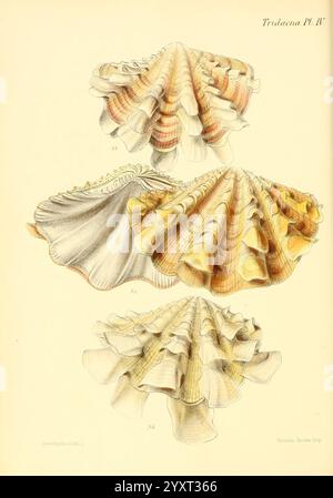 Conchologia iconica, or Illustrations of the Shells of Molluscous Animals, London, Reeve Brothers, 1843-1878. Mollusks, Pictorial Works, Shells., The illustration features a collection of intricately detailed seashells displayed in three different orientations. Each shell showcases unique patterns and textures, characterized by flowing lines and elegant curves. The shells exhibit a blend of soft shades, with hints of yellow, orange, and cream, creating a harmonious visual appeal. The top shell is more rounded, while the middle and bottom shells display elongated shapes with wavy edges. This ar Stock Photo
