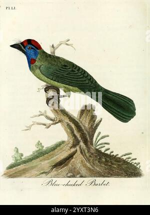 A general history of birds Winchester, England Printed by Jacob and Johnson For the author Sold in London by G. and W.B. Whittaker And 3 others 1821-1828 Birds Barbet Pictorial works Psilopogon asiaticus Taxonomy Common blue-throated, This illustration features a vibrant Blue-headed Parrot perched gracefully on a gnarled tree branch. The bird showcases a striking combination of colors: its head is a brilliant blue accented with a deep red patch, while its body is adorned in lush green feathers. The wing is slightly spread, revealing a darker shade of green, and the tail extends gracefully behi Stock Photo