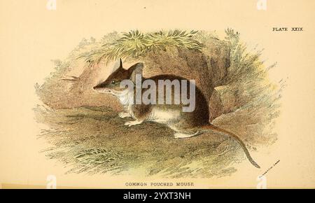 A hand-book to the marsupialia and monotremata, London, E. Lloyd, 1896, marsupials, monotremes, sminthopsis murina, sminthopsis murina, common pouched mouse, Australia, Australia, slender-tailed dunnart, Richard Lydekker., A small, furry creature is depicted, characterized by its rounded body and elongated, pointed snout. It has large eyes and ears that contribute to its alert appearance. The creature is shown in a natural setting, with some foliage in the background, suggesting a habitat that could include grasslands or woodlands. The detailed illustration highlights the texture of its fur, s Stock Photo