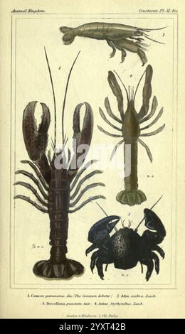 Lobster Shell Features A detailed depiction of the American lobster, showcasing its physical ...