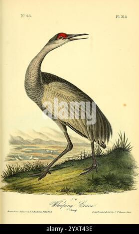 The birds of America, New York, J.B. Chevalier, 1840-1844, birds, North America, John James Audubon, pictorial works, A beautifully illustrated crane with a long neck is depicted in a dynamic pose, bending downwards, showcasing its slender physique and detailed feather texture. The body features a mix of earthy tones, including shades of gray and brown, while the distinctive red crown on its head stands out prominently. Surrounding the bird, hints of lush greenery and a soft background suggest a natural habitat, enhancing the elegant appearance of this majestic creature. The illustration is nu Stock Photo