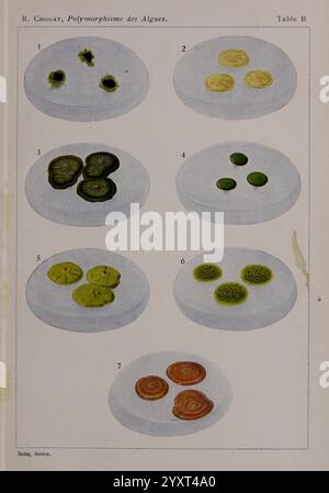Étude critique et expérimentale sur le polymorphisme des algues, Genève, Georg, 1909, Algae, Morphology, A series of circular petri dishes showcases various algal specimens, each labeled with a corresponding number from one to seven. The first dish features small, dark green circular shapes, while the second displays lighter green disks with a textured surface. The third dish contains sliced green structures resembling coins, and the fourth presents a more opaque pattern of green formations. The fifth dish includes yellow-green disks, while the sixth showcases clustered green entities. Finally Stock Photo