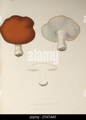 Sveriges ätliga och giftiga svampar, tecknade efter naturen under ledning, Stockholm, P.A. Norstedt & söner, kongl. boktryckare, 1861-[69], mushrooms, pathogenic fungi, Sweden, fungi, A detailed illustration featuring three distinct mushrooms, showcasing their unique characteristics. The top left mushroom displays a rich, reddish-brown cap with a smooth surface, while the top right mushroom features a lighter-colored cap, exhibiting a slightly wavy edge and a textured, sponge-like underside. The centerpiece features a more delicately shaped mushroom with a flat top and gills that are visibly a Stock Photo