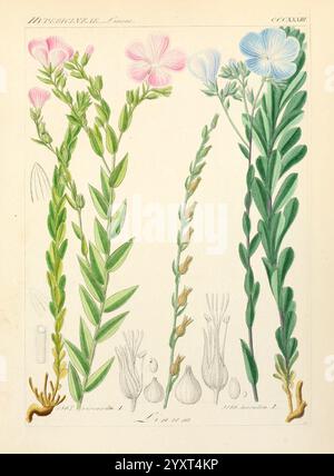 Flax seed pods. Linum (flax) is a genus of approximately 200 species in ...