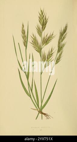 A natural history of British grasses London Groombridge 1858 Great Britain Gramineae, The illustration showcases a tall grass plant characterized by its slender, elongated leaves and distinctive spikelets that cluster at the top. The grass exhibits a vibrant green hue, with long, needle-like blades extending from its base. The inflorescences are feathery, adorned with delicate florets that give the plant a textured appearance. Below the spikes, the grass is anchored by a network of roots, hinting at its strong growth potential in various habitats. This detailed depiction highlights the natural Stock Photo