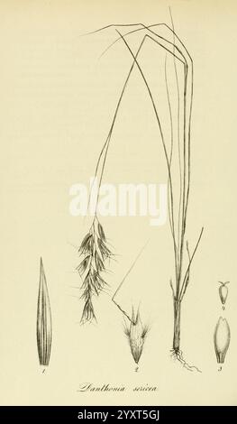 Species Graminum, Petropoli, Impensis Academiae Imperialis Scientiarum, 1828-1836, gramineae, pictorial works, grasses, An illustration depicting various parts of the plant species Danthonia sericea. The composition includes labeled sections highlighting the elongated grass blades on the left, along with a detailed depiction of the flowering spike in the center. Additionally, there are representations of seeds and other plant features, each meticulously annotated for botanical reference. This artwork serves as a valuable resource for identification and study of this grass species. Stock Photo