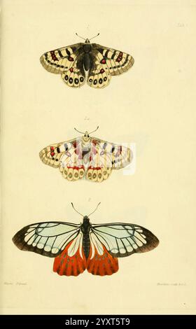 Descriptions and figures of some new lepidopterous insects, chiefly from Nepal 1846. Butterflies, Collection and preservation, D1835, Hardwicke, Thomas, Lepidoptera, Nepal, Pictorial works, Arthropoda, The illustration features three beautifully detailed butterflies arranged vertically. The top butterfly showcases intricate patterns with a blend of dark and light hues, adorned with striking red and black accents on its wings. The middle butterfly presents a more subdued palette, featuring creamy whites with vibrant red and black markings, while the lower butterfly stands out with a dramatic di Stock Photo