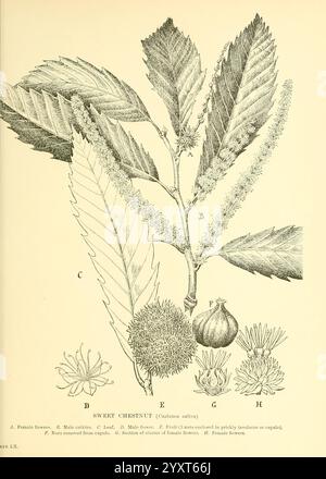 Trees and shrubs of the British Isles, London, Dent, 1909, botany, Great Britain, shrubs, trees, The illustration showcases various aspects of the sweet chestnut tree (Castanea sativa). At the top, the male flowers are depicted, featuring elongated catkins. Below, the leaves are illustrated with their serrated edges and prominent veins. The female flowers are shown alongside budding clusters, which eventually develop into the prickly husks encasing the chestnuts. A detailed cross-section reveals the inner structure of the female flower cluster. Additionally, a fully developed chestnut is inclu Stock Photo