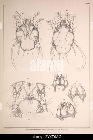 A detailed illustration of a fly, highlighting its anatomical features ...