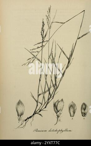 Species Graminum Petropoli Impensis Academiae Imperialis Scientiarum 1828-1836 gramineae pictorial works grasses, The illustration features the plant species Panicum distichophyllum, characterized by its elongated, slender stems and delicate leaves that display a distinctive arrangement. Accompanying the main depiction are smaller, detailed representations of the plant’s flowers and seed structures, showcasing various stages of development. This botanical study highlights the intricate features and anatomical details essential for identification and understanding of the species' morphology. Stock Photo