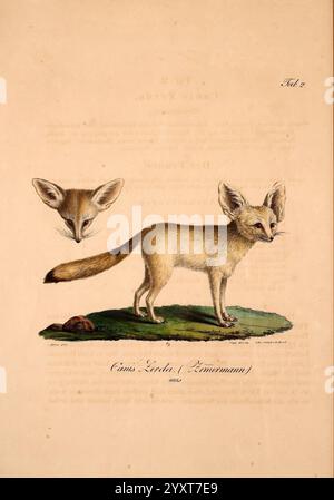 Atlas zu der Reise im nördlichen Afrika, Frankfurt am Main, Gedruckt und in Commission bei Heinr. Ludw. Brönner, 1826-1828, fishes, fennec, zoology, vulpes zerda, Africa north, An artistic illustration showcasing a fennec fox, distinguished by its large, pointed ears and slender build. The creature stands on a patch of grass, captured in a natural pose, with its bushy tail curled slightly. Above it, a smaller illustration displays the fox's head, highlighting its vivid facial features and expressive eyes. The background includes faint text, suggesting a scientific context, and the title indica Stock Photo