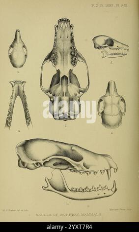 Testuz The illustration features various skulls and teeth of different animals ...