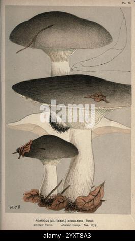 Illustrations of British Fungi (Hymenomycetes), to serve as an atlas to the 'Handbook of British Fungi', London, 1881-91, fungi, Great Britain, This illustration features several mushrooms from the species Agaricus (commonly referred to as the ''mushroom'' family), specifically the variety Neolabiata. The depiction showcases their distinctive caps, which have a smooth surface and a curved shape. The largest specimen, situated prominently at the center, displays a light-colored top with a darker margin, while underneath, gills are visible, indicating its spore-producing structures. Surrounding Stock Photo