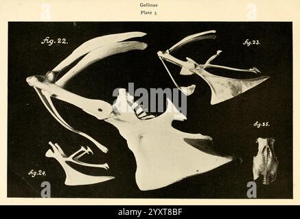 Osteology of Birds 1909. Anatomy Birds Bones Osteology Accipitres ...