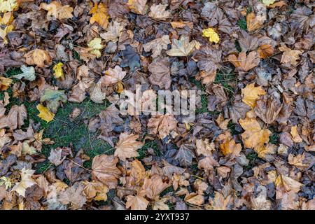 maple leaf on meadow in autumn Stock Photo