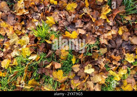 maple leaf on meadow in autumn Stock Photo