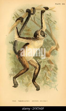 A hand-book to the primates. v.1 London, W.H. Allen & Co, Ltd, 1894. primates, brown spider monkey, spider monkey, monkey, Ateles belzebuth, A variegated spider monkey is depicted gracefully hanging from a tree branch, showcasing its long limbs and prehensile tail. The monkey's expressive face, featuring distinct markings and large eyes, emphasizes its curious nature. Dense foliage surrounds it, creating a vibrant background that highlights the monkey's agile form and adaptive lifestyle in the treetops. The illustration captures the essence of this fascinating primate's habitat and behaviors, Stock Photo