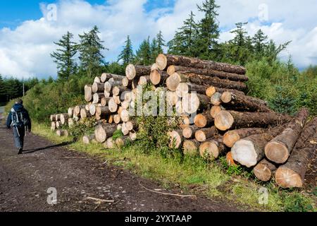 A lone walker on a dirt track passing a large stack of sawn logs with pine trees behind and fluffy white clouds overhead. West Highland Way Stock Photo