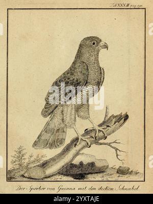 Büffons Naturgeschichte der Vögel, Leipzig, bey Hermann Heinrich Holle, 1775-1782, birds, ornithology, pictorial works, taxonomy, binomial, Buteo, Magnirostris, The depiction showcases a hawk perched gracefully on a branch, exemplifying its keen and alert demeanor. Its feathers are intricately detailed, displaying a mix of textures and tones. The bird features a prominently curved beak suited for its predatory lifestyle and sharp talons gripping the branch securely. Surrounding the hawk are subtle hints of foliage, emphasizing its natural habitat. Beneath the illustration, the title inscribed Stock Photo