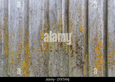 weathered wooden wall with common orange lichen Stock Photo