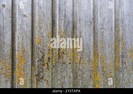 weathered wooden wall with common orange lichen Stock Photo